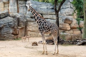 Zoo Barcelona